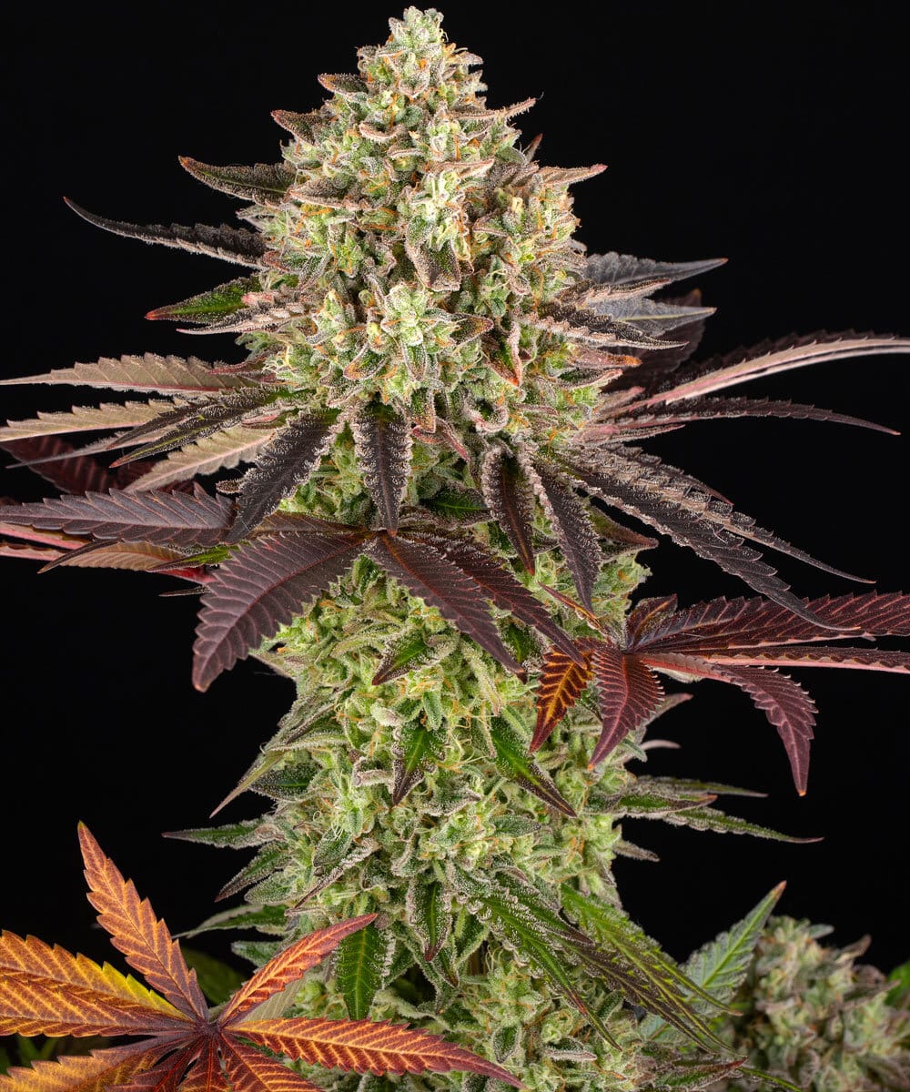 Apple Fritter Feminized Cannabis Seeds by Barneys Farm Apple Fritter Feminized Cannabis Seeds by Barneys Farm