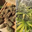 auto-banana-blaze-4