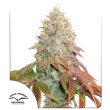 Auto Banana Blaze by Dutch Passion Seeds