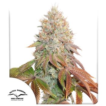 Auto Banana Blaze by Dutch Passion Seeds