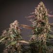 Auto Blackberry Kush Cannabis Seeds by Dutch Passion Seeds