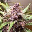 Auto Blackberry Kush Cannabis Seeds by Dutch Passion Seeds