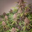 Auto Blackberry Kush Cannabis Seeds by Dutch Passion Seeds