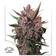 Auto Blackberry Kush Cannabis Seeds by Dutch Passion Seeds