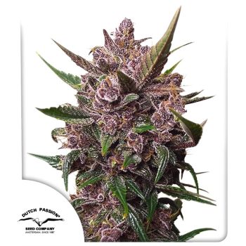Auto Blackberry Kush Cannabis Seeds by Dutch Passion Seeds