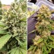 auto-blueberry-4