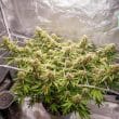 auto-blueberry-4