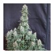 auto-blueberry-4