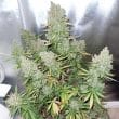 auto-blueberry-4