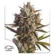 Auto Blueberry by Dutch Passion Seeds