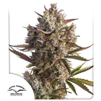 Auto Blueberry by Dutch Passion Seeds