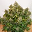 Auto Brooklyn Sunrise Cannabis Seeds by Dutch Passion Seeds