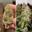 Auto Brooklyn Sunrise Cannabis Seeds by Dutch Passion Seeds