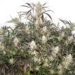 Auto Brooklyn Sunrise Cannabis Seeds by Dutch Passion Seeds