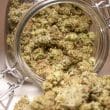 Auto Brooklyn Sunrise Cannabis Seeds by Dutch Passion Seeds