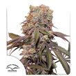 DP Auto Candy Bubatz XL Cannabis Seeds by Dutch Passion Seeds