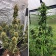 DP Auto Candy Bubatz XL Cannabis Seeds by Dutch Passion Seeds