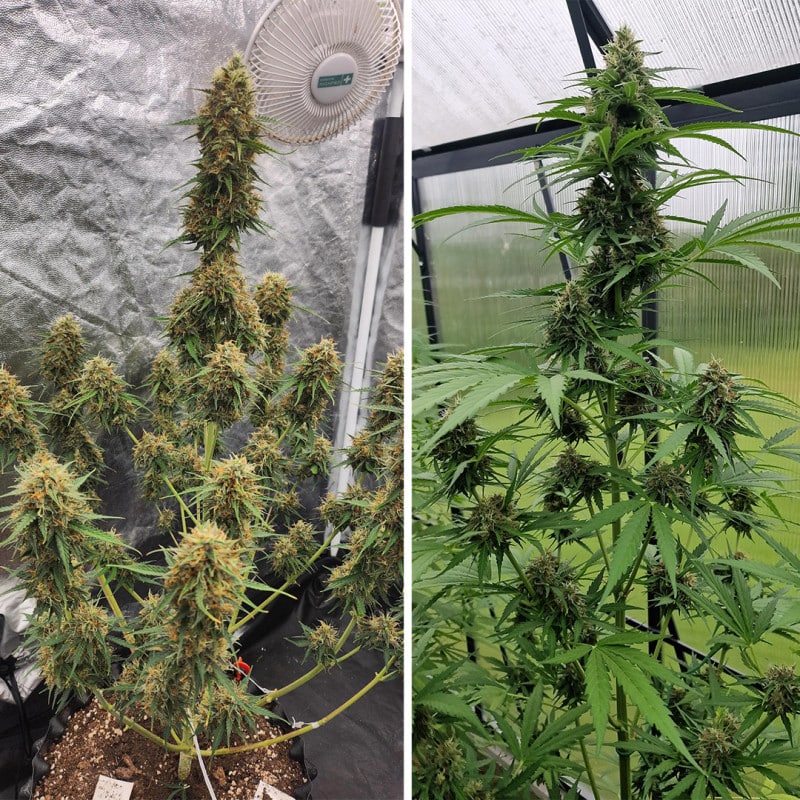 Auto Candy Bubatz XL by Dutch Passion Seeds Auto Candy Bubatz XL by Dutch Passion Seeds
