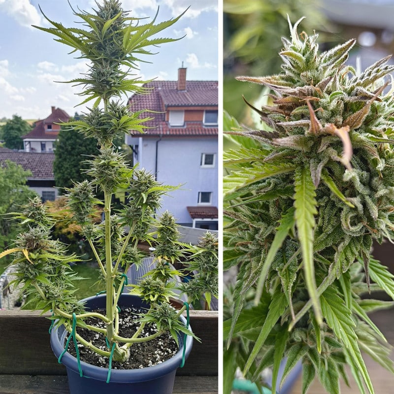 Auto Candy Bubatz XL by Dutch Passion Seeds Auto Candy Bubatz XL by Dutch Passion Seeds