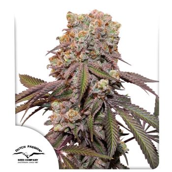 DP Auto Candy Bubatz XL Cannabis Seeds by Dutch Passion Seeds