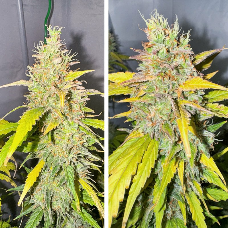 Auto Candy Bubatz XL by Dutch Passion Seeds Auto Candy Bubatz XL by Dutch Passion Seeds