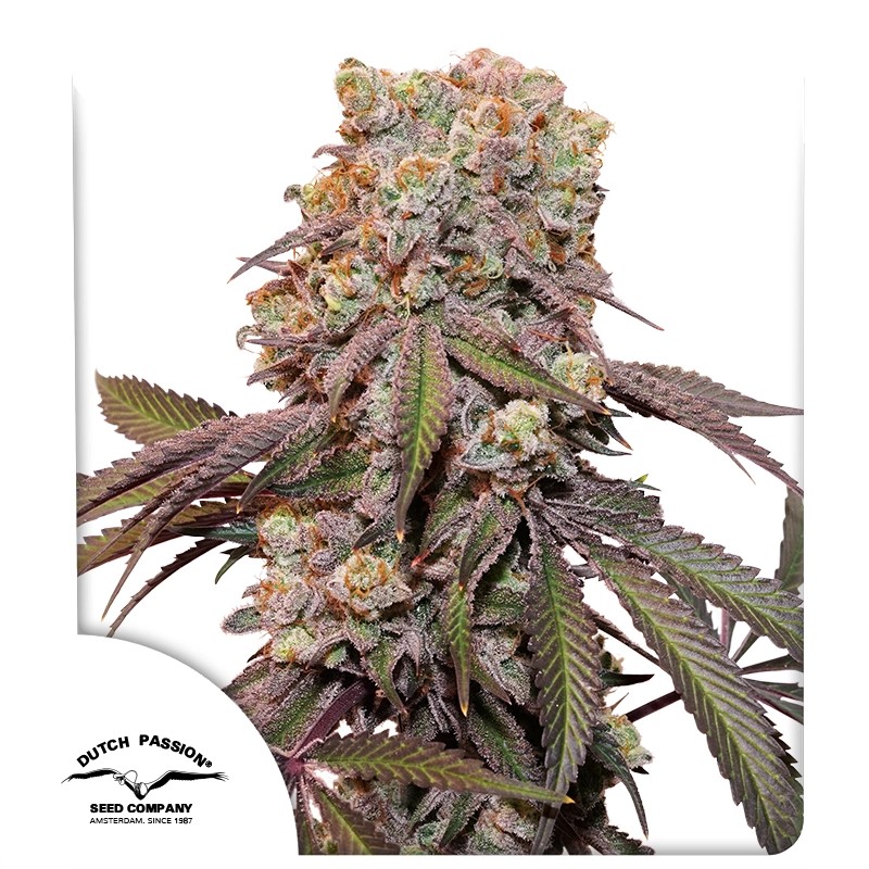 DP Auto Candy Bubatz XL Cannabis Seeds by Dutch Passion Seeds DP Auto Candy Bubatz XL Cannabis Seeds by Dutch Passion Seeds