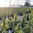 Auto CBD Victory Cannabis Seeds by Dutch Passion Seeds