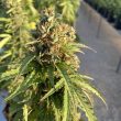 Auto CBD Victory Cannabis Seeds by Dutch Passion Seeds