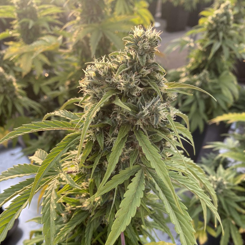 Auto CBD Victory by Dutch Passion Seeds Auto CBD Victory by Dutch Passion Seeds