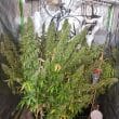 Auto CBD Victory Cannabis Seeds by Dutch Passion Seeds