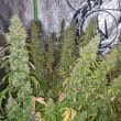 Auto CBD Victory Cannabis Seeds by Dutch Passion Seeds
