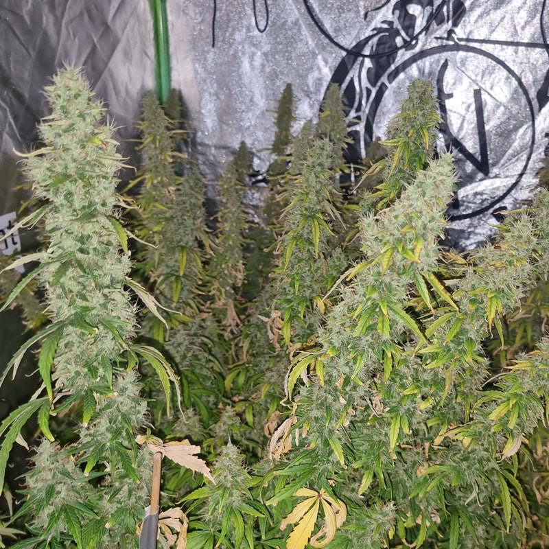 Auto CBD Victory by Dutch Passion Seeds Auto CBD Victory by Dutch Passion Seeds
