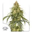 Auto CBD Victory Cannabis Seeds by Dutch Passion Seeds