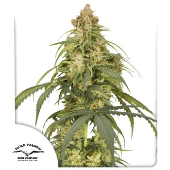 Auto CBD Victory Cannabis Seeds by Dutch Passion Seeds