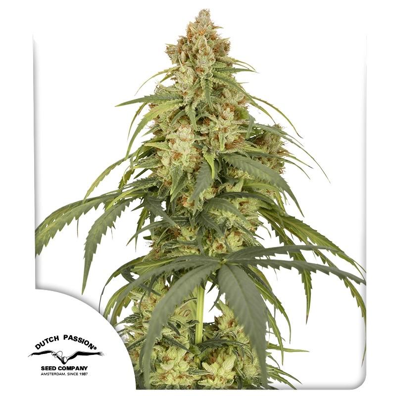 Auto CBD Victory Cannabis Seeds by Dutch Passion Seeds Auto CBD Victory Cannabis Seeds by Dutch Passion Seeds