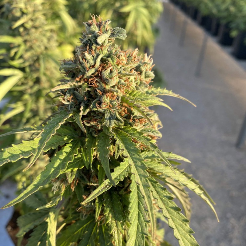 Auto CBD Victory by Dutch Passion Seeds Auto CBD Victory by Dutch Passion Seeds