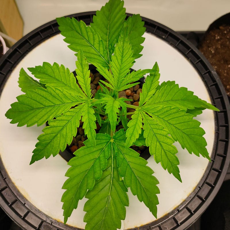 Auto CBG Force by Dutch Passion Seeds Auto CBG Force by Dutch Passion Seeds