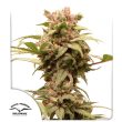 Auto CBG Force by Dutch Passion Seeds