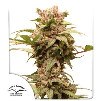 Auto CBG Force by Dutch Passion Seeds