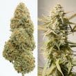 Auto Cinderella Jack Cannabis Seeds by Dutch Passion Seeds