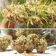 Auto Cinderella Jack Cannabis Seeds by Dutch Passion Seeds