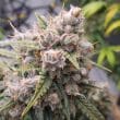 Auto Cinderella Jack Cannabis Seeds by Dutch Passion Seeds