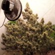 Auto Cinderella Jack Cannabis Seeds by Dutch Passion Seeds