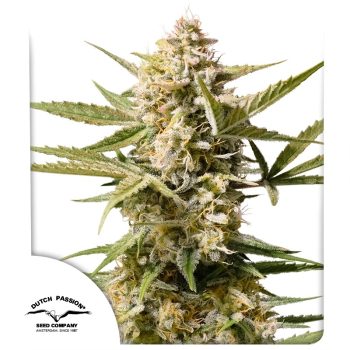 Auto Cinderella Jack Cannabis Seeds by Dutch Passion Seeds