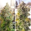 Auto Colorado Cookies Cannabis Seeds by Dutch Passion Seeds