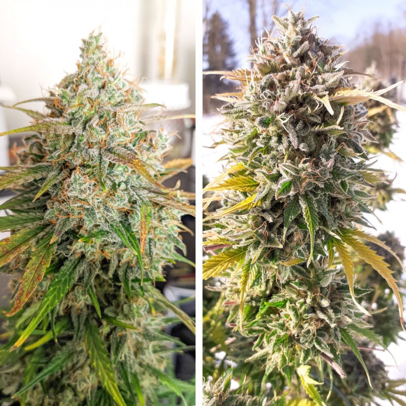 Auto Colorado Cookies by Dutch Passion Seeds Auto Colorado Cookies by Dutch Passion Seeds