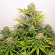 Auto Colorado Cookies Cannabis Seeds by Dutch Passion Seeds