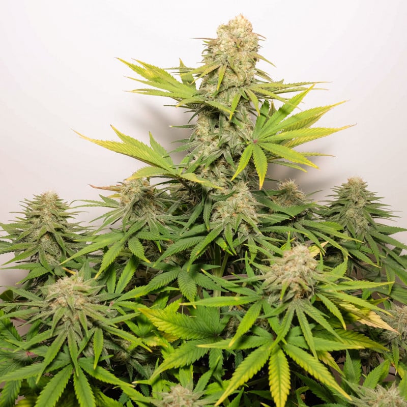 Auto Colorado Cookies by Dutch Passion Seeds Auto Colorado Cookies by Dutch Passion Seeds