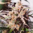 Auto Colorado Cookies Cannabis Seeds by Dutch Passion Seeds