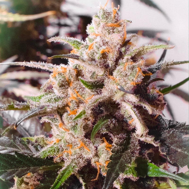 Auto Colorado Cookies by Dutch Passion Seeds Auto Colorado Cookies by Dutch Passion Seeds